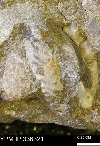 undet. Mollusca