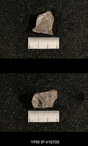 Streptorhynchus?