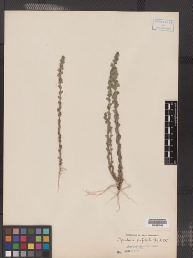 Legousia perfoliata