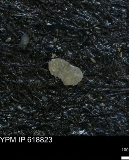 undet. Ostracoda