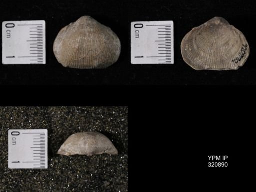 Linoproductus sp.