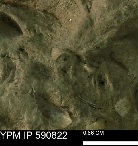 undet. Bivalvia