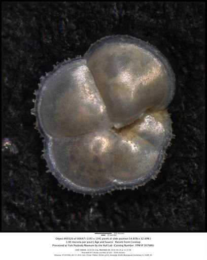 Globorotalia menardii