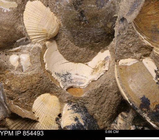 Limopsis striatopunctatus