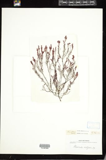 Rhodomela subfusca