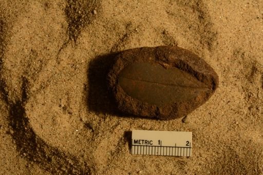 Rhamnites apiculatus