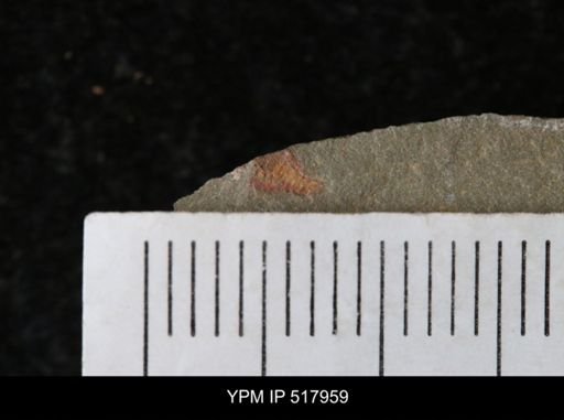 undet. Synziphosurina