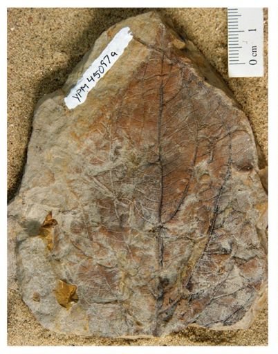Sokophyllum dentatum