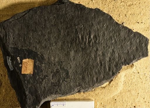 Lepidodendron sp.