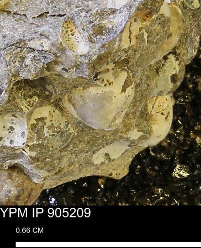 Corbulamella sp.