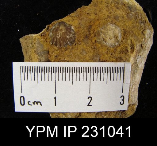 Pugnax sp.
