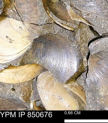 Limopsis striatopunctatus