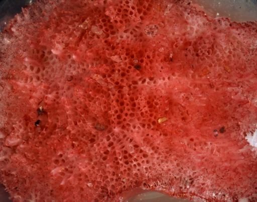 Lichenopora intricata