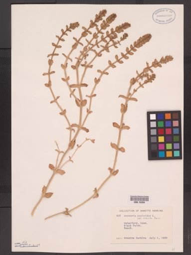 Arenaria peploides robusta