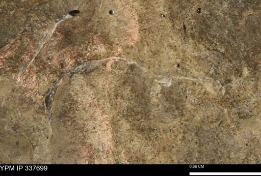 undet. Mollusca