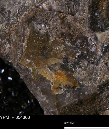 undet. Mollusca
