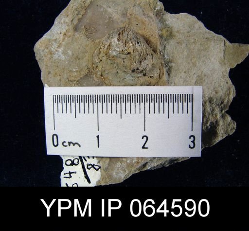 Sieberella roemeri