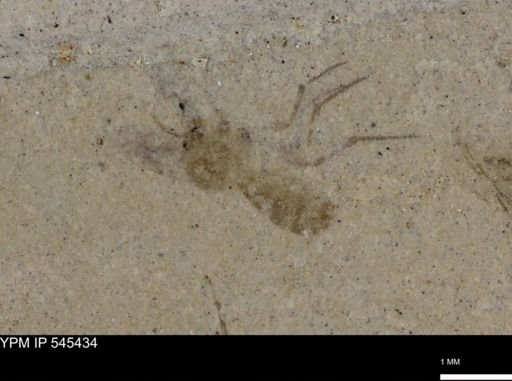 undet. Araneida