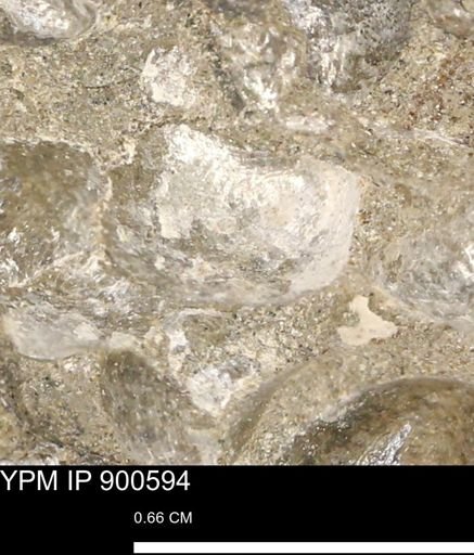 Anomia gryphorhyncha