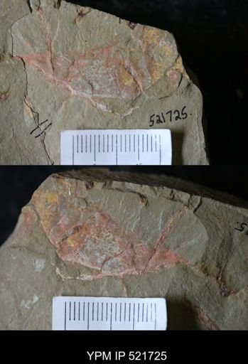 undet. Arthropoda