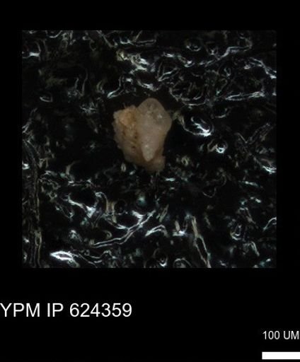 undet. Heterohelicidae