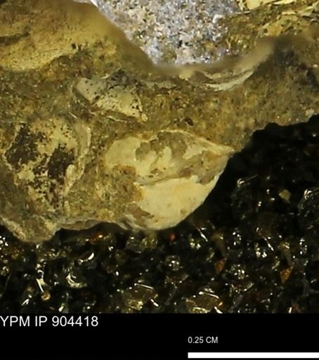 Corbulamella sp.
