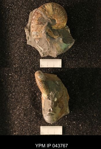 Hoploscaphites nicolletii