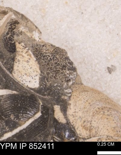 Limopsis striatopunctatus