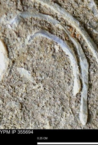 undet. Bivalvia