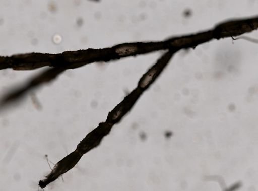 Eucratea loricata