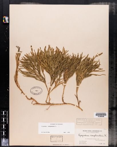 Lycopodium complanatum
