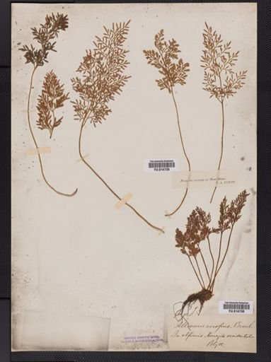 Cryptogramma