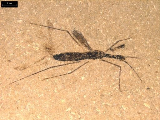 undet. Hydrometridae