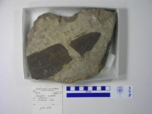 Onychodus sigmoides