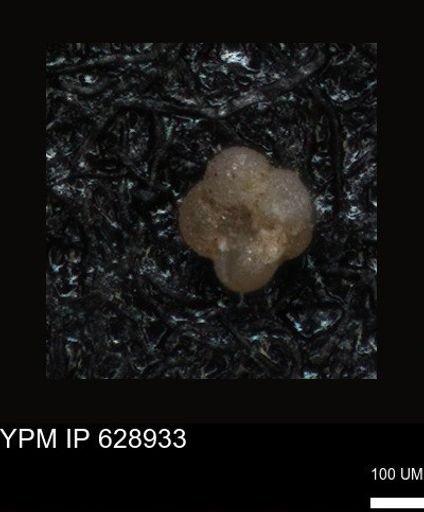 undet. Foraminiferida