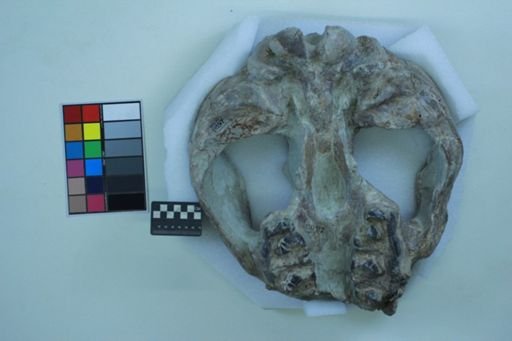 Metamynodon planiceps