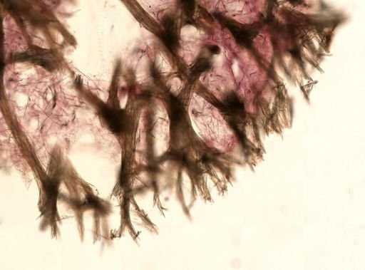 Niphates erecta