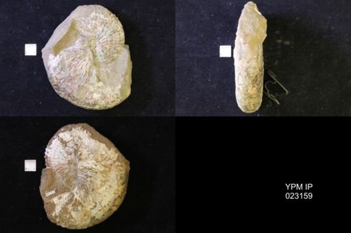 Jeletzkytes nebrascensis