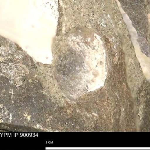 undet. Bivalvia