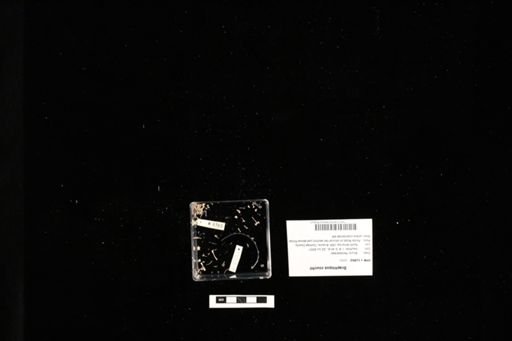 Scaphiopus couchii