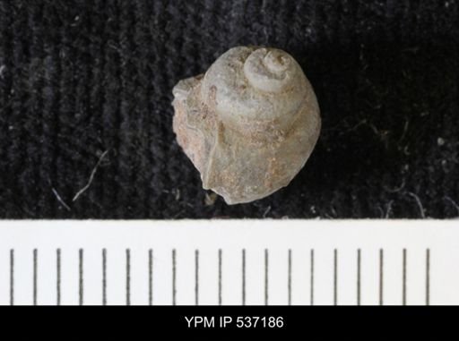 Viviparus montanaensis