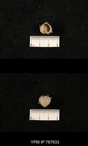 undet. Brachiopoda