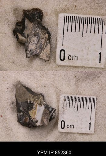 Baculites sp.