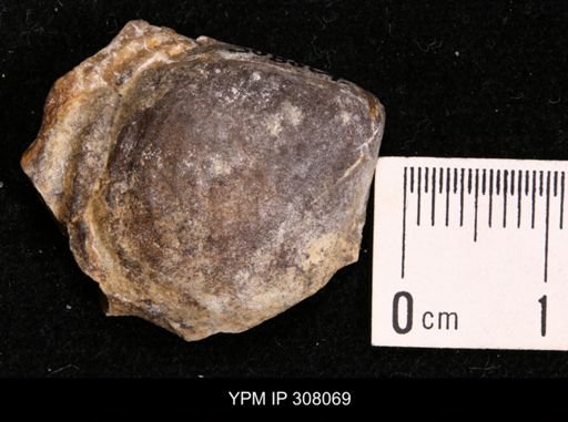 Inoceramus sp.