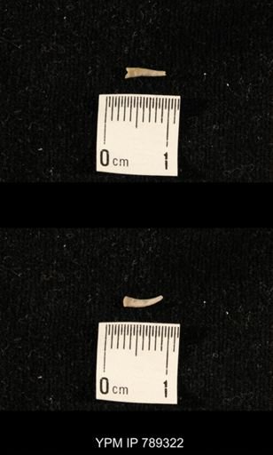 taxon undetermined