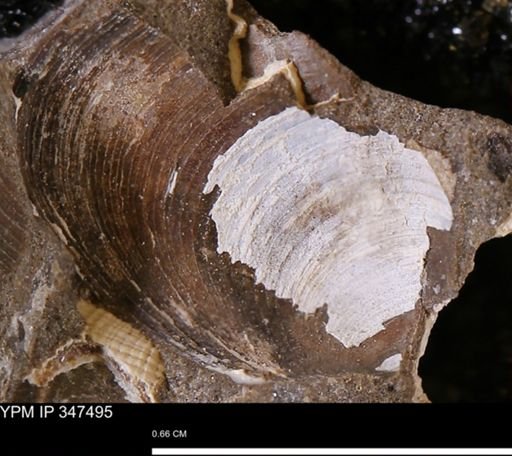 Limopsis striatopunctatus