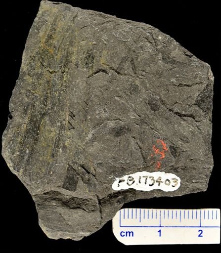 Psilophyton princeps
