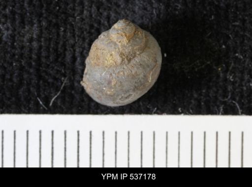 Viviparus montanaensis