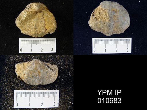Productus cf. leei