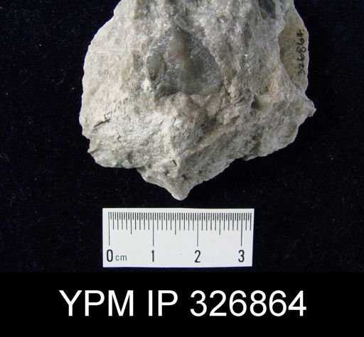 Eatonia peculiaris
